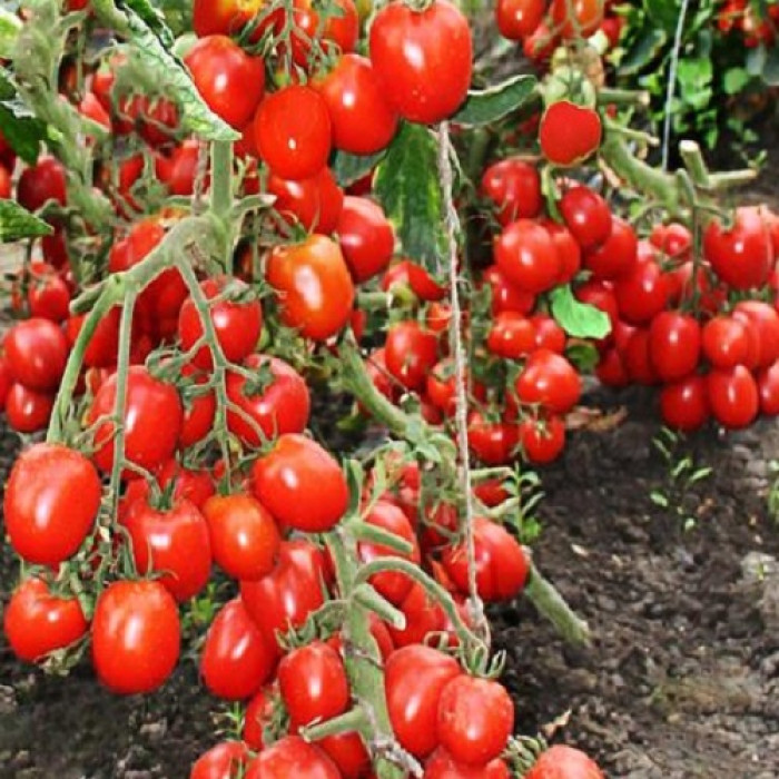 Фото Насіння томатів (помідор) Кармен F1 (Carmen F1)