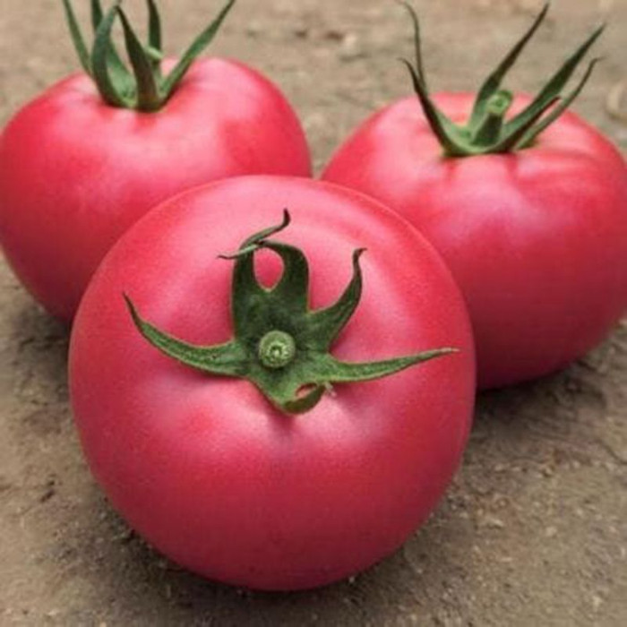 Фото Насіння томатів (помідор) Лан Канг  F1 (Lan Kanh F1)