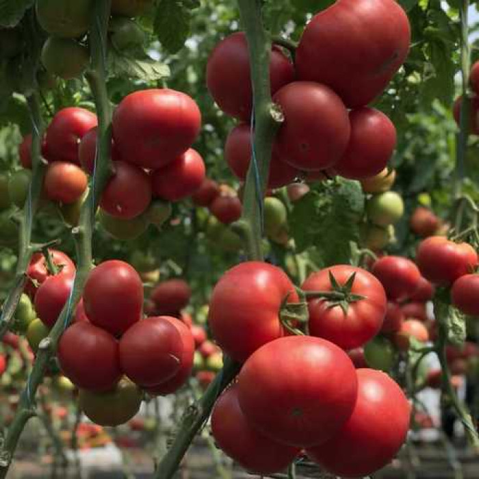 Фото Насіння томатів (помідор) Лан Канг  F1 (Lan Kanh F1), №1