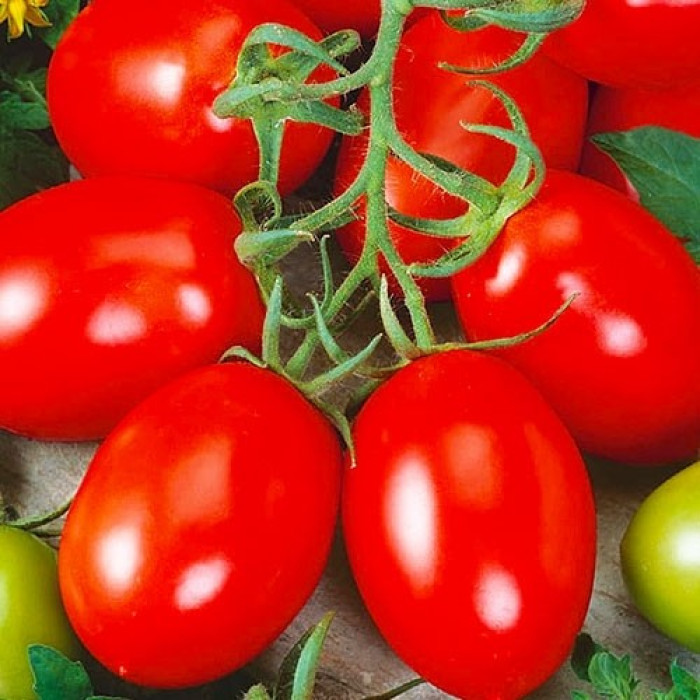 Фото Семена томатов (помидор) Лагидный, №1