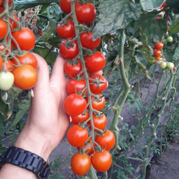 Фото Насіння томатів (помідор) Рензіно F1 (Renzino F1)