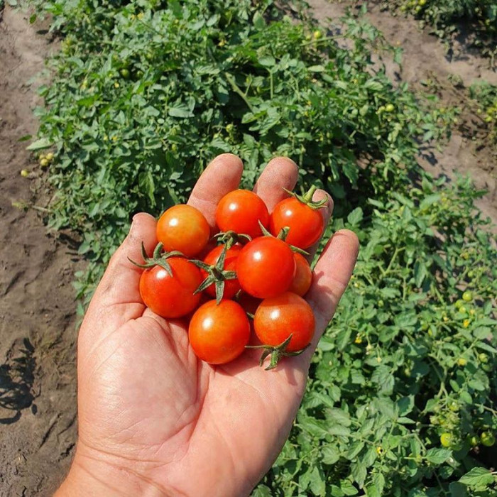 Фото Насіння томатів (помідор) Рензіно F1 (Renzino F1), №1