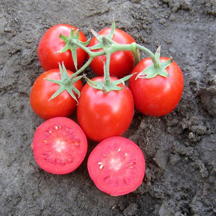 Фото Насіння томатів (помідор) Родіон F1 (Rodion F1)