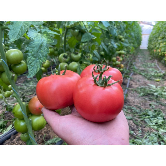 Фото Насіння томатів (помідор) Розетт F1 (TL 18304 F1)