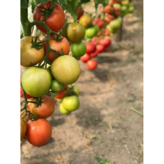 Фото Насіння томатів (помідор) Розетт F1 (TL 18304 F1), №1