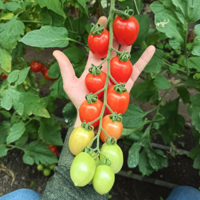 Фото Насіння томатів (помідор) Саморі F1 (Samori F1)