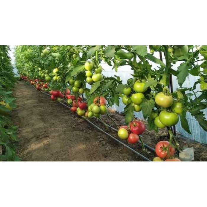 Фото Насіння томатів (помідор) TL 30002 F1, №1