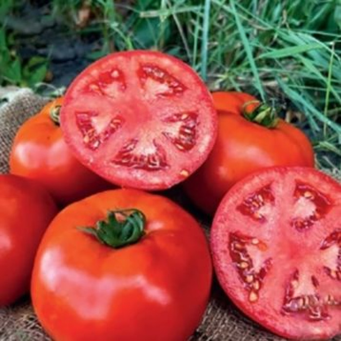 Фото Насіння томатів (помідор) Томатіна F1 (Tomatina F1) 