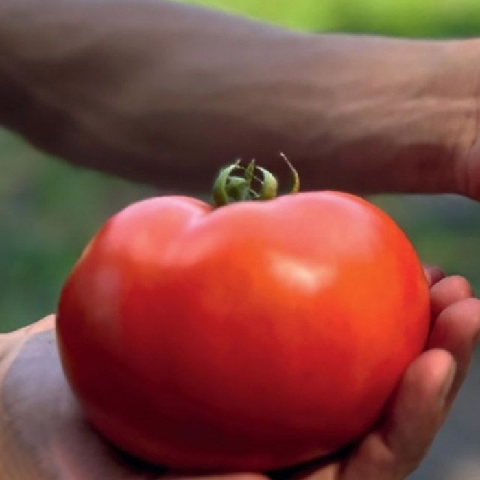 Фото Насіння томатів (помідор) Томатіна F1 (Tomatina F1) , №1