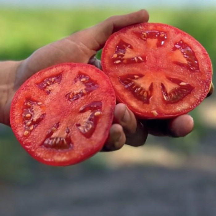 Фото Насіння томатів (помідор) Томатіна F1 (Tomatina F1) , №2