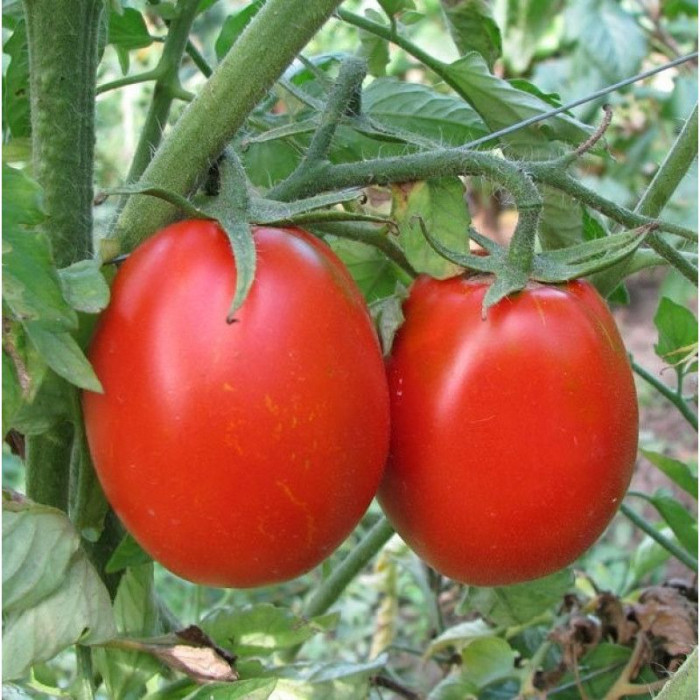 Фото Насіння томатів (помідор) Тревіс F1 ( TREVIS F1), №1