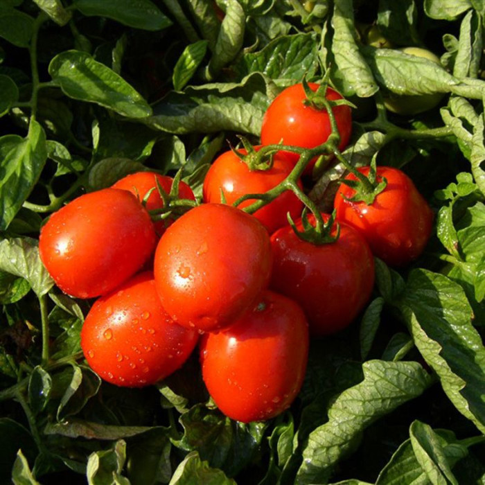 Фото Насіння томатів (помідор) Тревіс F1 ( TREVIS F1)
