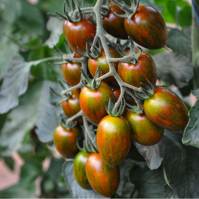 Фото Насіння томатів (помідор) Тайгер Плюм/Tiger plum F1 