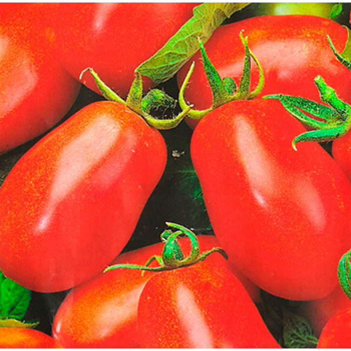 Фото Семена томатов (помидор) Транс Рио, №1