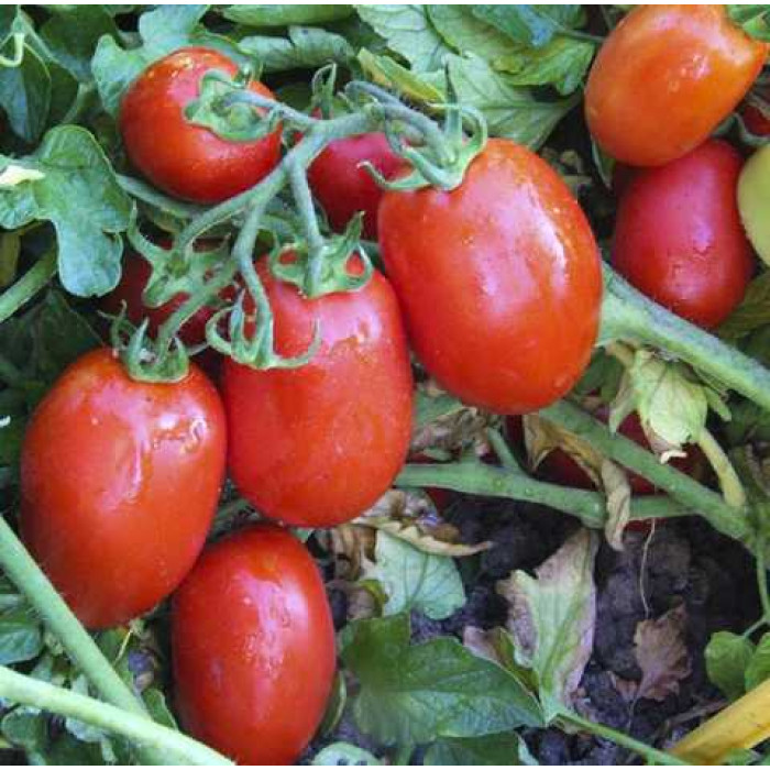 Фото Насіння томатів (помідор) UG 29814 F1