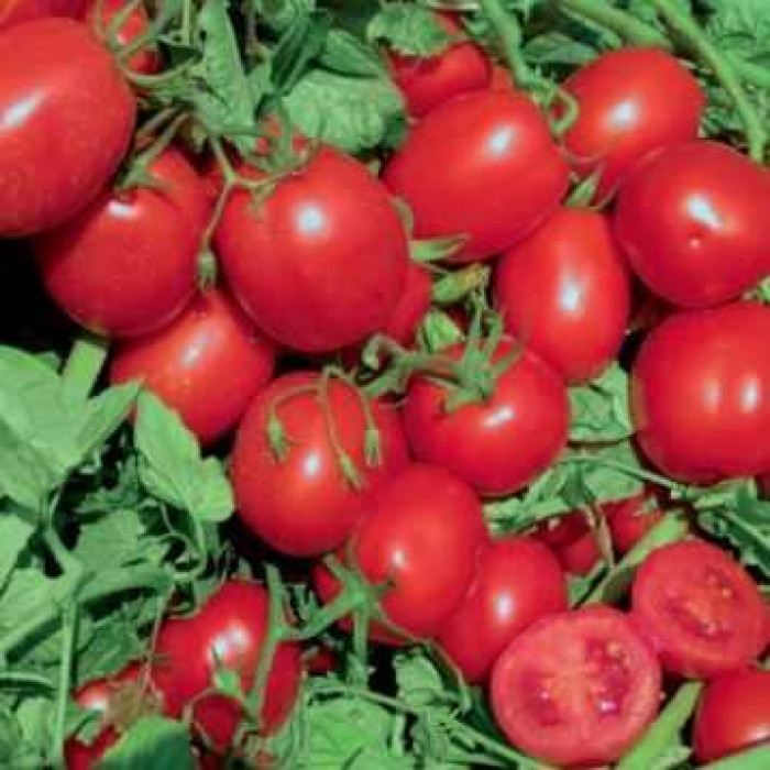 Фото Насіння томатів (помідор) UG 4111 F1