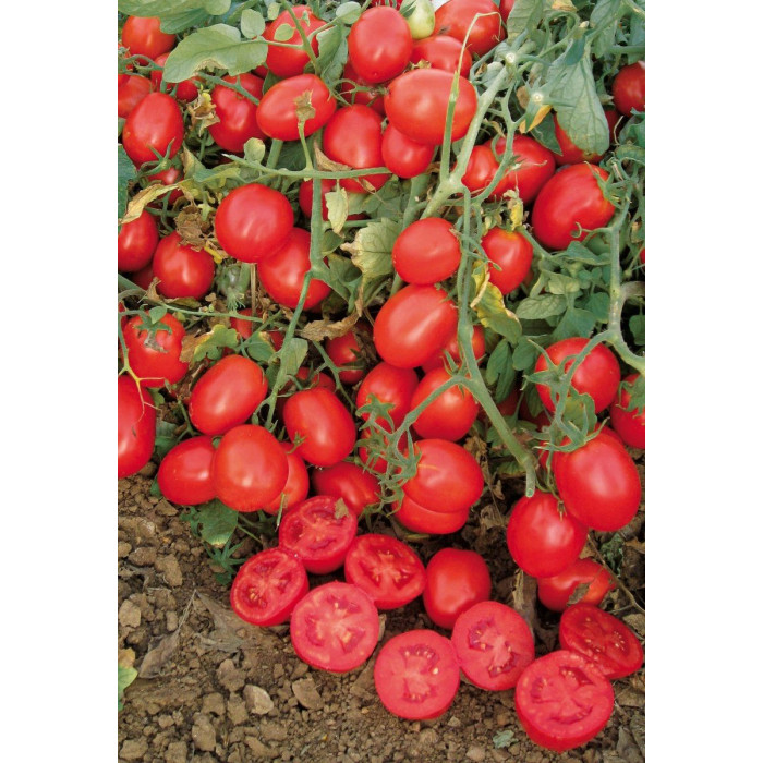Фото Насіння томатів (помідор) UG 124 F1