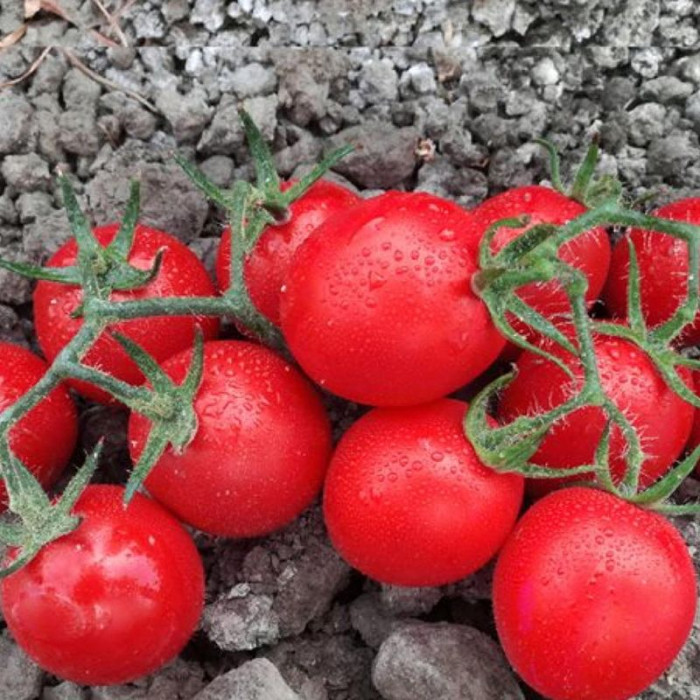 Фото Насіння томатів (помідор) Воларе F1 (VOLARE F1)