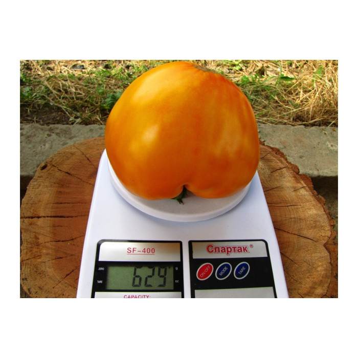 Фото Семена томатов (помидор) Золотой Ларец