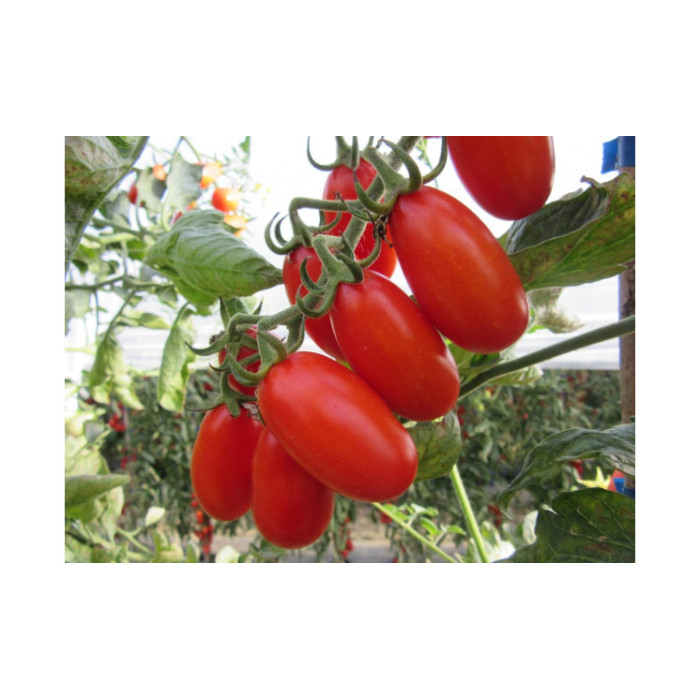 Фото Насіння томатів (помідор) Зучеріно F1 (Zuccherino F1)