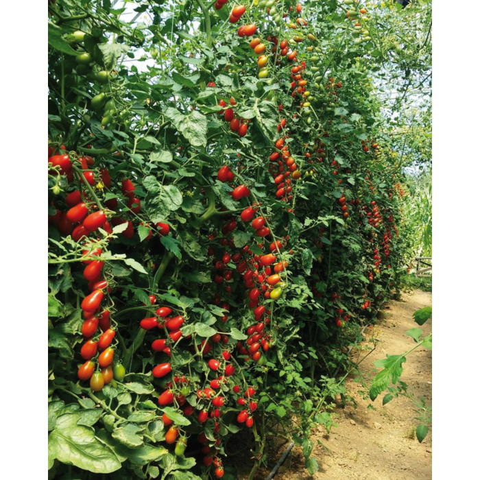 Фото Насіння томатів (помідор) Зучеріно F1 (Zuccherino F1), №1