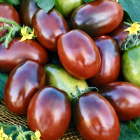 Черный Мавр