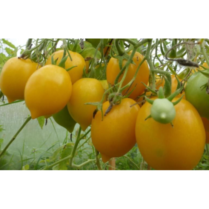 Фото Насіння томатів (помідор) Чудо Світу Фото Насіння томатів (помідор) Чудо Світу