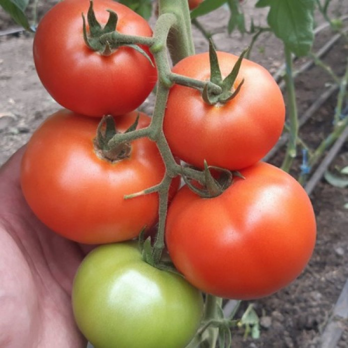 Фото Семена томатов (помидор) Дримболл F1/DreamBall F1, №1