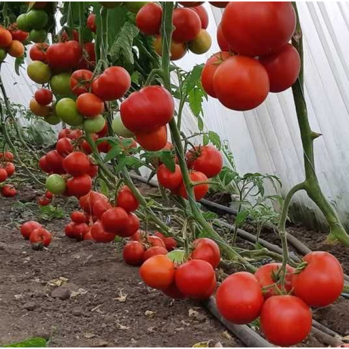 Фото Семена томатов (помидор) Дримболл F1/DreamBall F1, №2