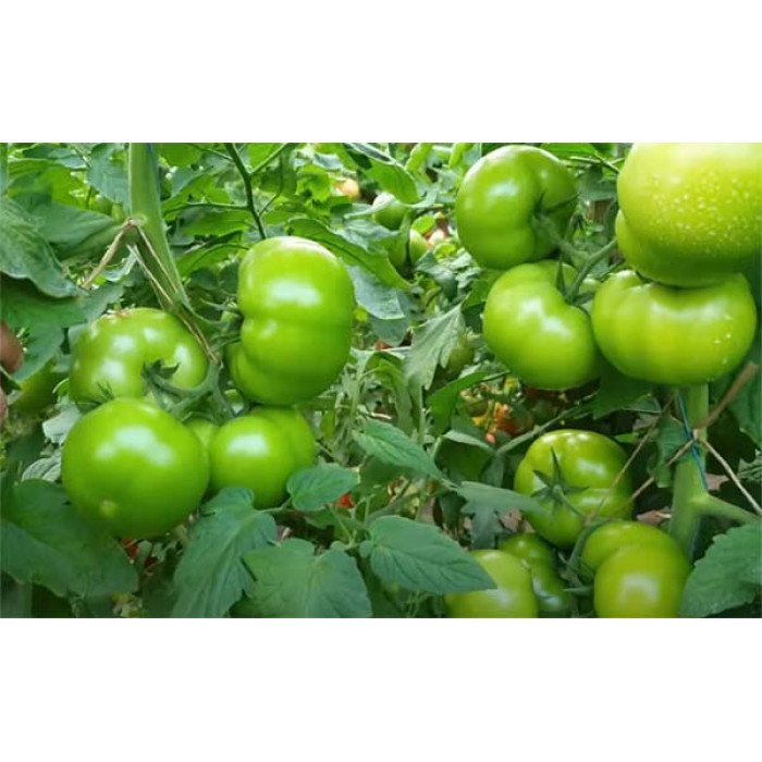 Фото Насіння томатів (помідор) Хаєт F1 (Xaet F1), №1