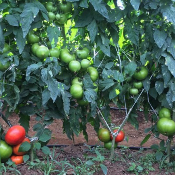 Фото Насіння томатів (помідор) Геліказ F1/Helicaz F1, №1