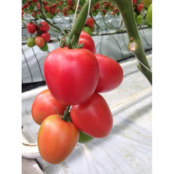 Фото Семена томатов (помидор) Конго F1/Kongo F1, №1