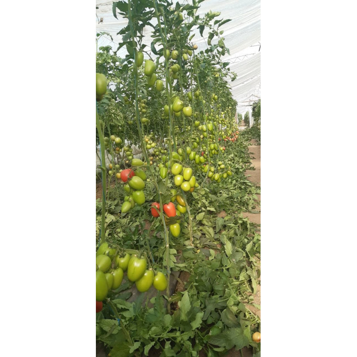 Фото Семена томатов (помидор) Конго F1/Kongo F1, №2