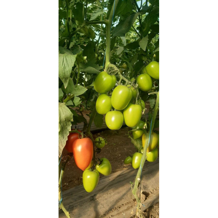 Фото Семена томатов (помидор) Конго F1/Kongo F1, №3