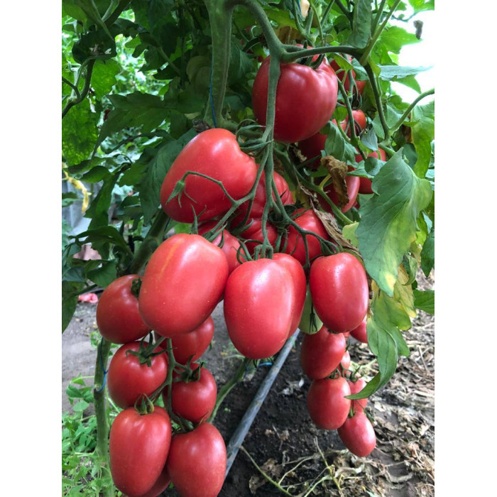 Фото Семена томатов (помидор) Конго F1/Kongo F1