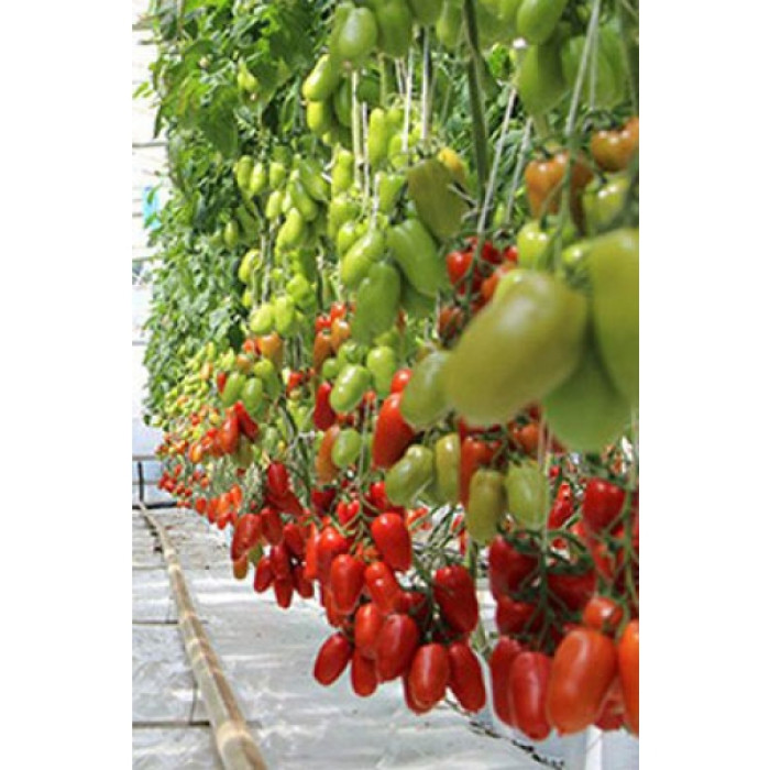 Фото Насіння томатів (помідор) Корнабел  F1 (Cornabel)