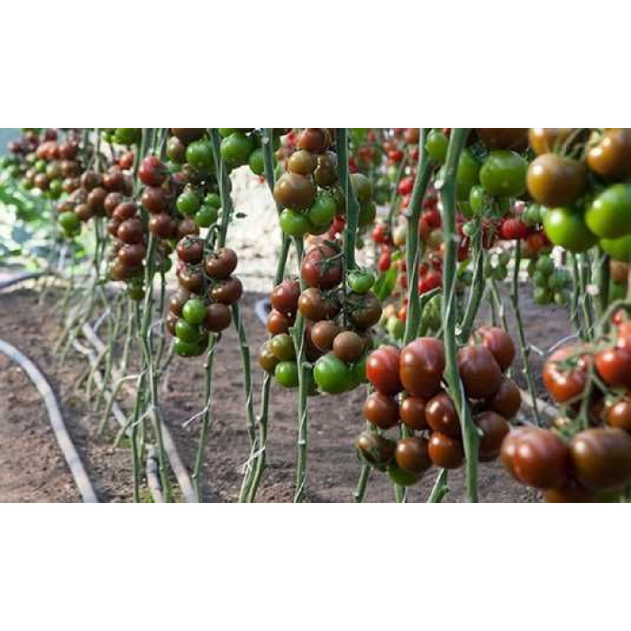 Фото Насіння томатів (помідор) KS 3900 F1, №1