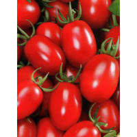 Новинка Приднестровья