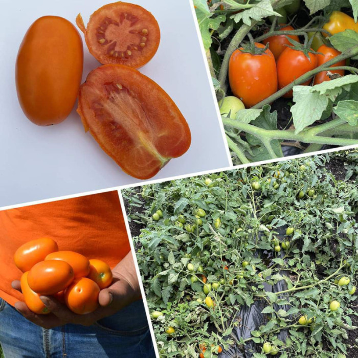 Фото Насіння томатів (помідор) Оранж Плам F1 (Orange Plum F1), №2