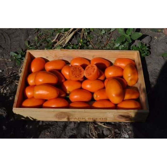 Фото Насіння томатів (помідор) Оранж Плам F1 (Orange Plum F1), №1