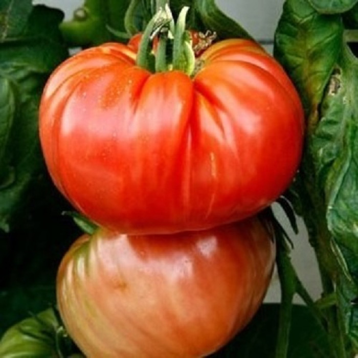 Фото Насіння томатів (помідор) Роціоло F1 (Rotsiolo F1)