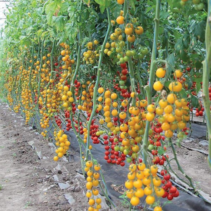 Фото Насіння томатів (помідор) Стар Голд F1 (Star Gold F1), №2