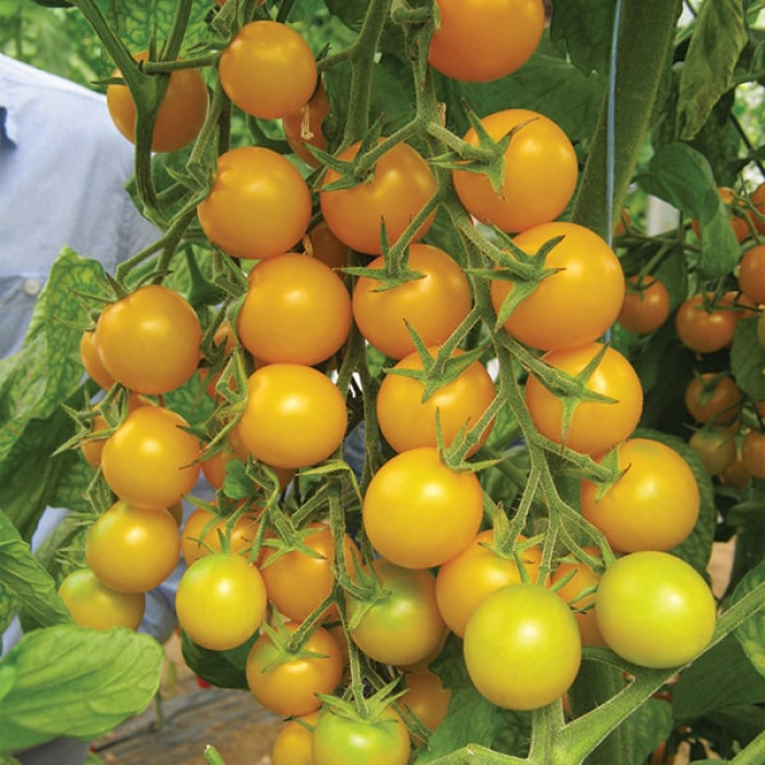 Фото Насіння томатів (помідор) Стар Голд F1 (Star Gold F1), №1