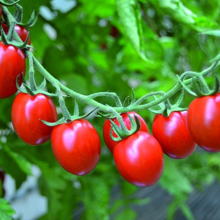 Фото Семена томатов (помидор) Тути Фрути F1/Tutti Frutti F1, №1