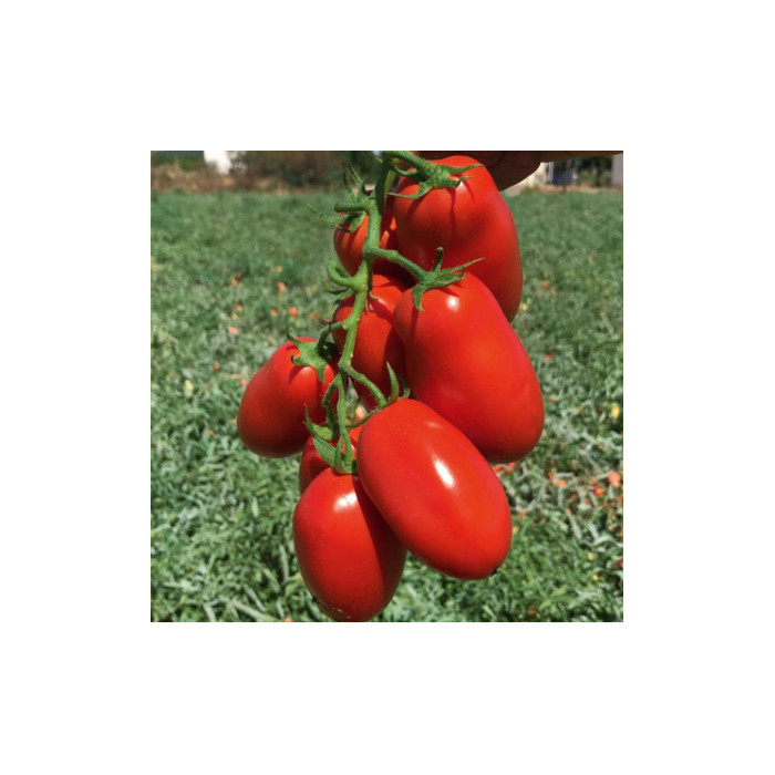 Фото Насіння томатів (помідор) Янус F1/Yanus F1, №1