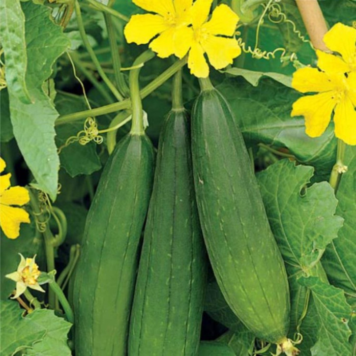 Фото Семена Люффа цилиндрическая, №1