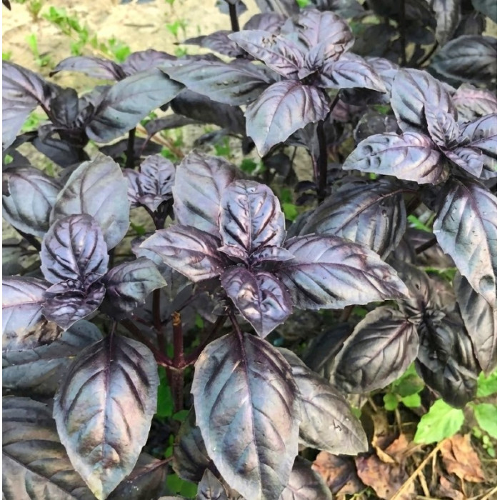 Базилик фиолетовый Виолет Кинґ