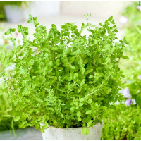 Майоран (Орегано) Комнатный