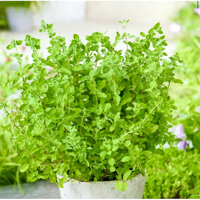 Фото Семена Майорана (Орегано) Комнатного