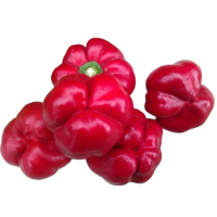 Ратунда Червона